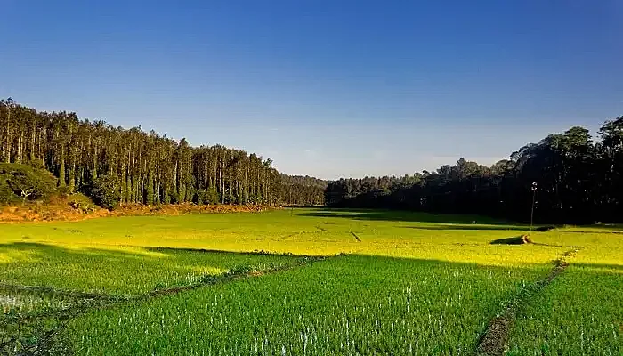 Tampcol Medicinal Farm